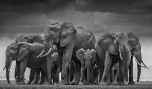 Photo courtesy of David Yarrow